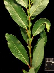 Salix gracilistyla. Leaves and stipules.
 Image: D. Glenny © Landcare Research 2020 CC BY 4.0